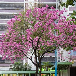  葵芳邨
